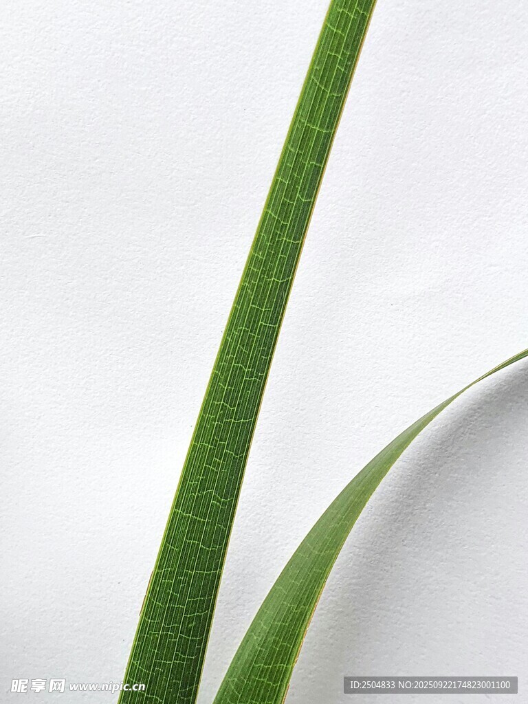 嫩綠細(xì)長(zhǎng)葉片特寫