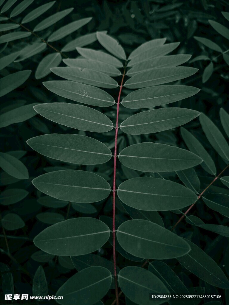 深綠羽狀葉片特寫