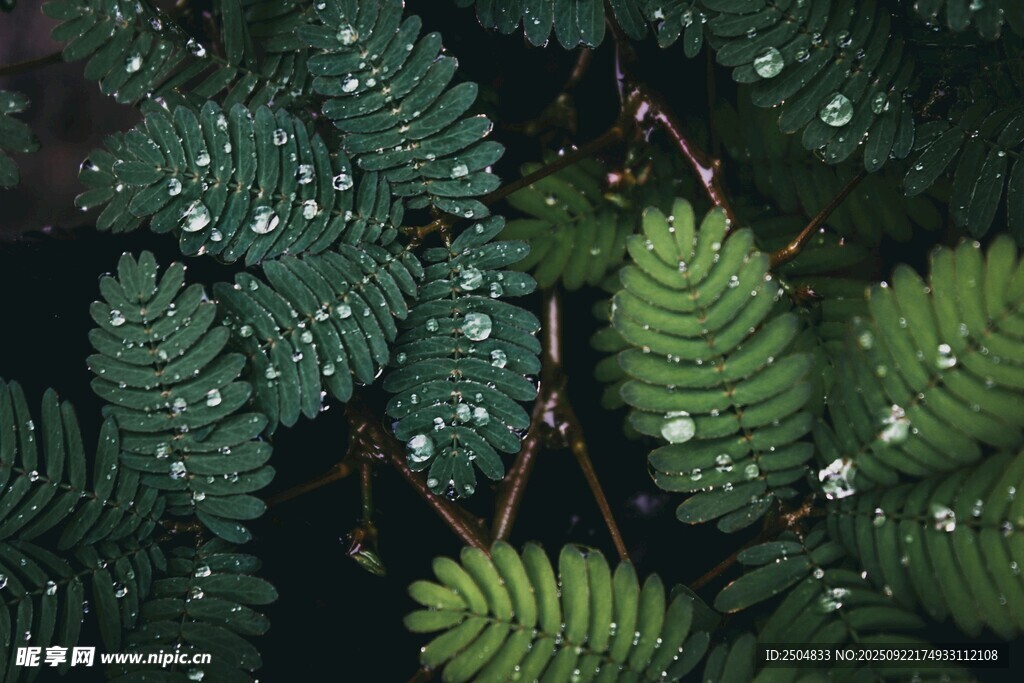 帶水珠的翠綠蕨類植物