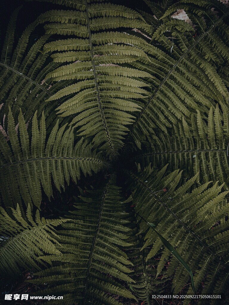 蕨類植物獨(dú)特紋理特寫