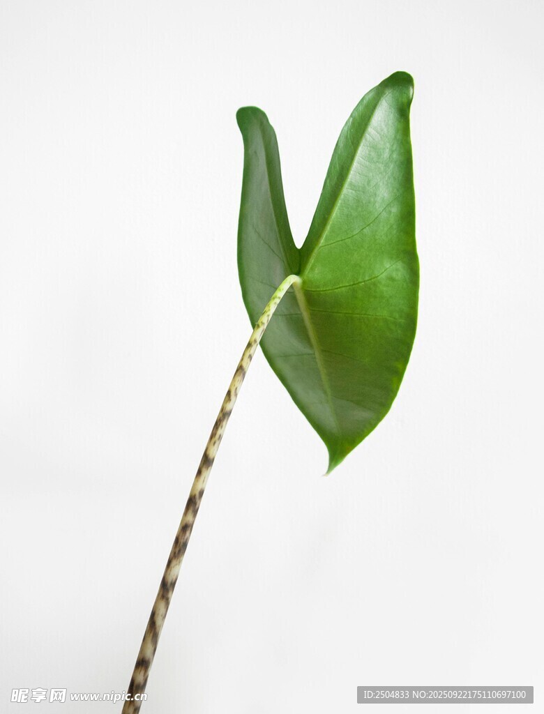 單片翠綠心形葉片特寫