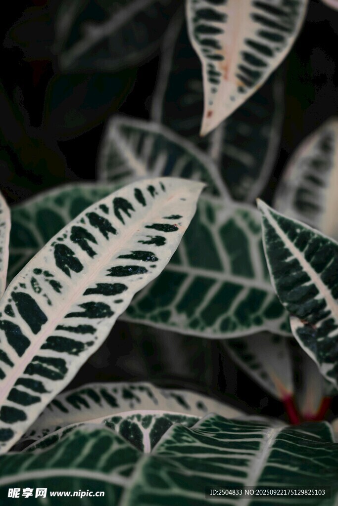 獨特斑紋的綠植葉片