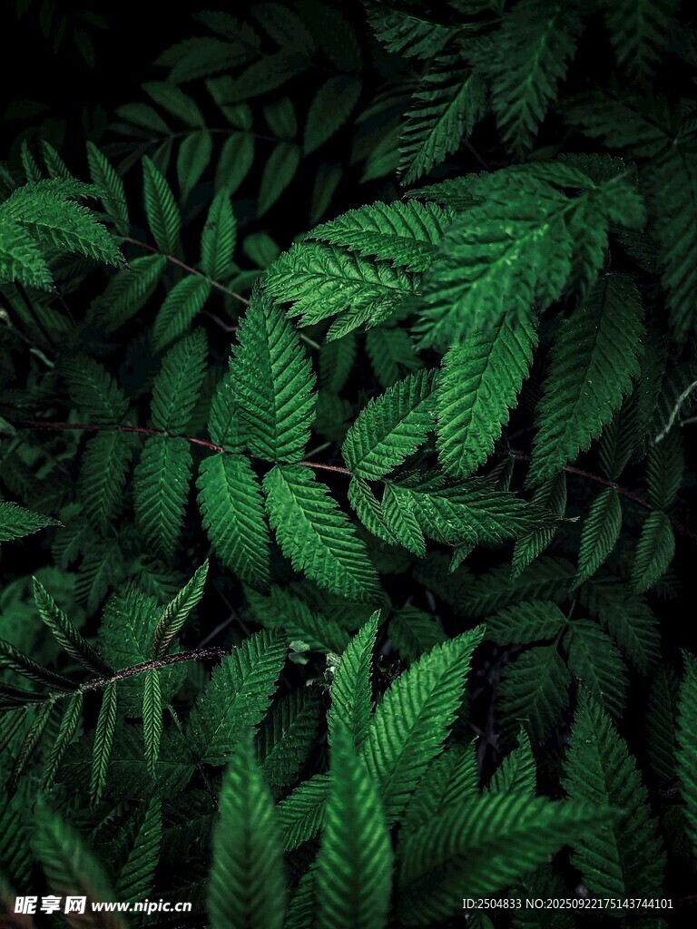 翠綠蕨類植物葉片特寫