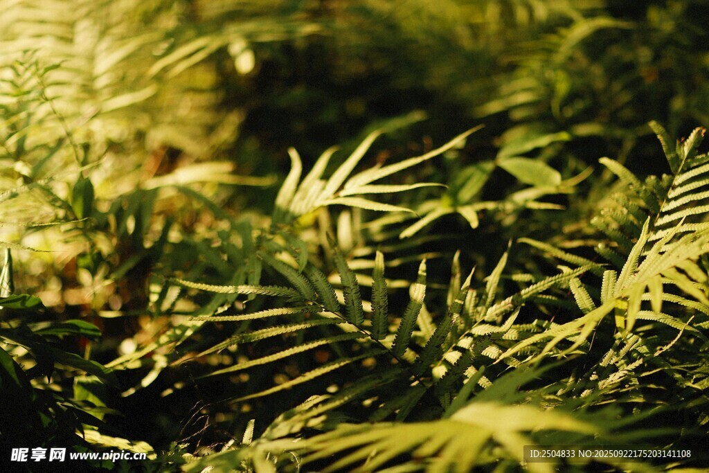 陽光下的翠綠植物