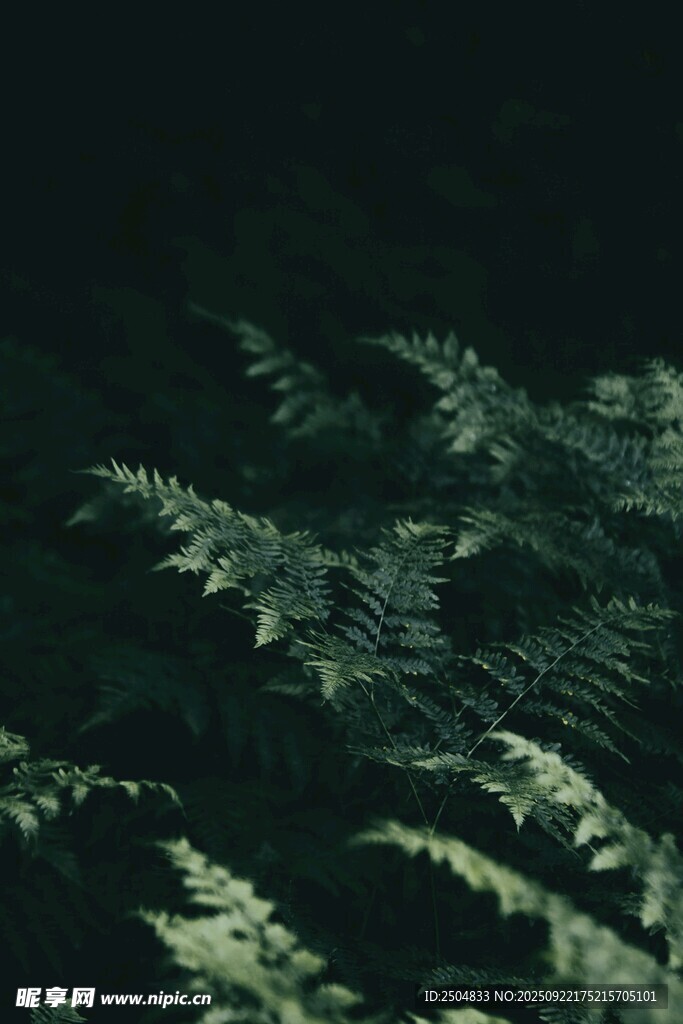 深綠蕨類植物的自然景致