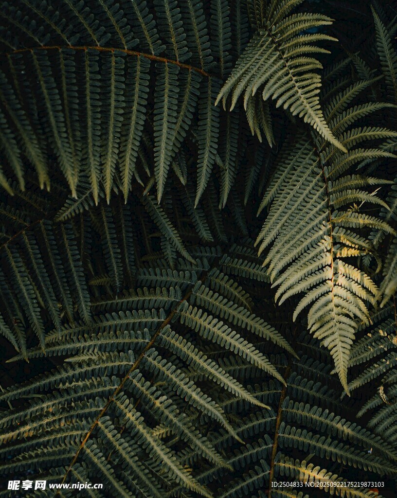 蕨類(lèi)植物葉片特寫(xiě)
