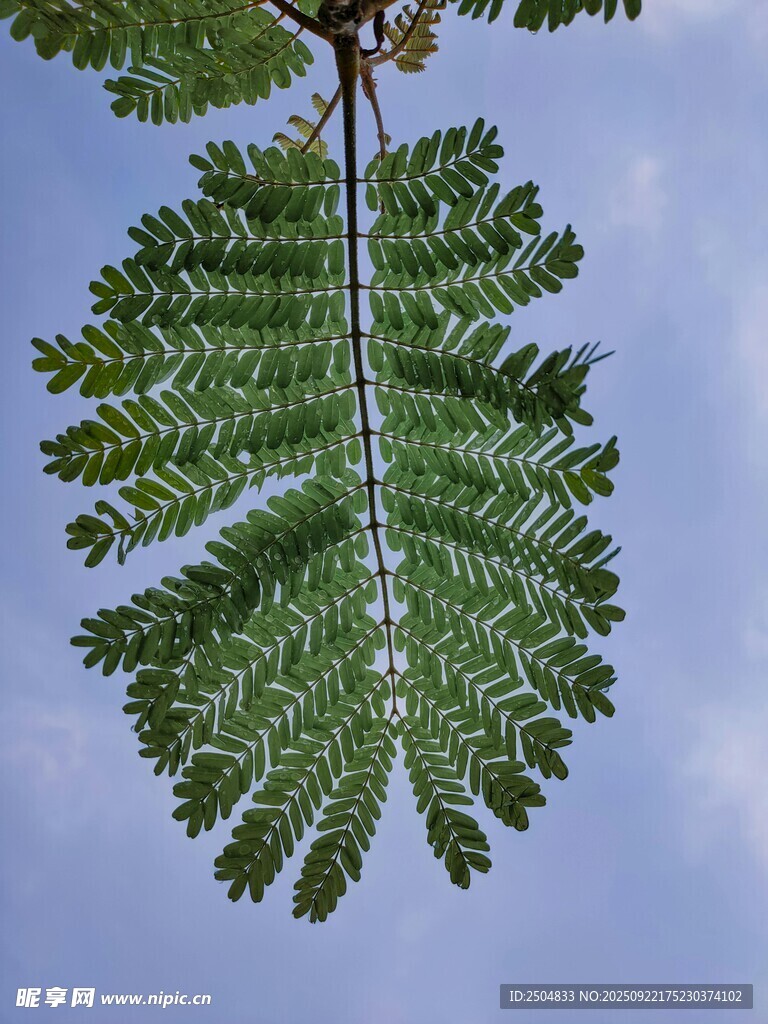 羽狀復(fù)葉的翠綠植物