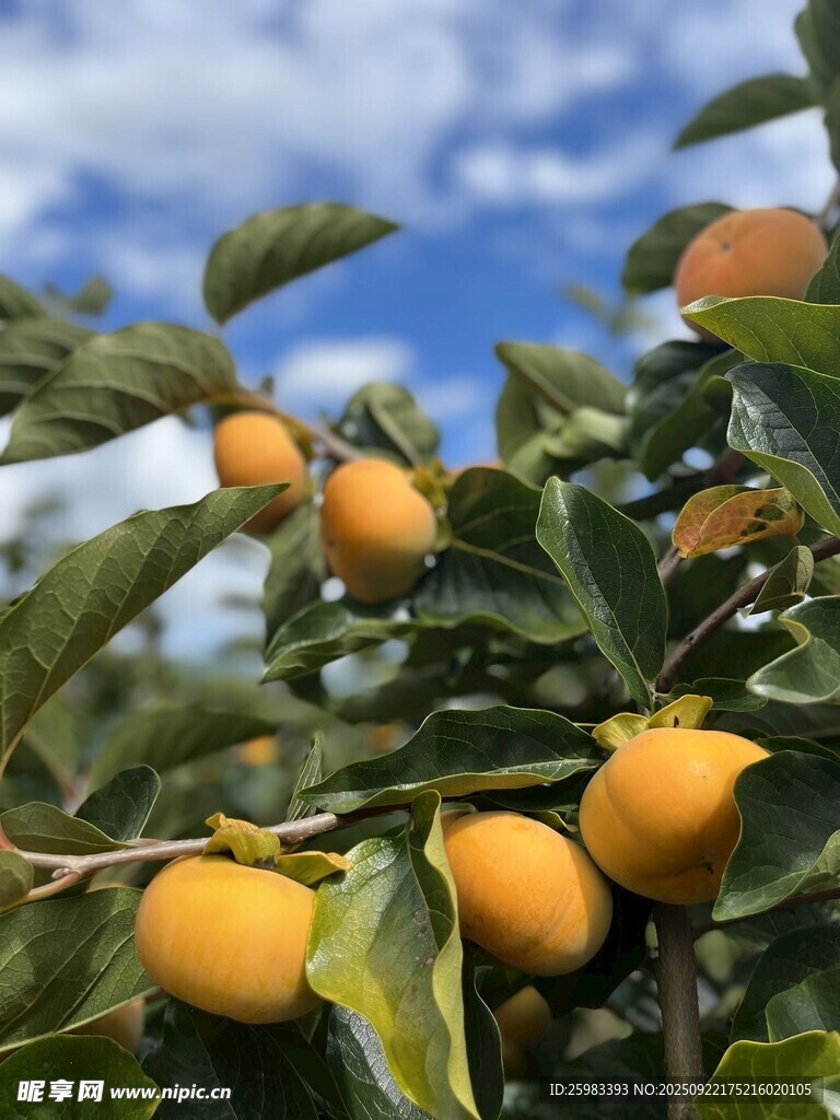 柿子栽培