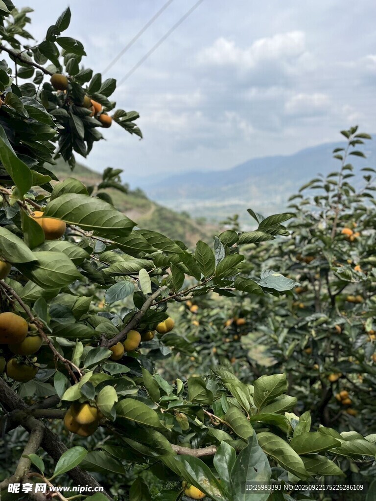 柿子栽培