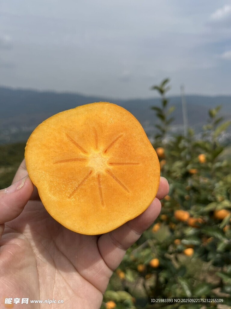 柿子