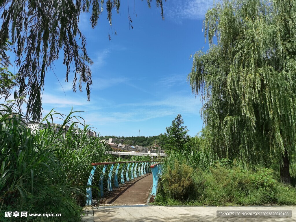 湖畔木棧道旁的蔥郁景致