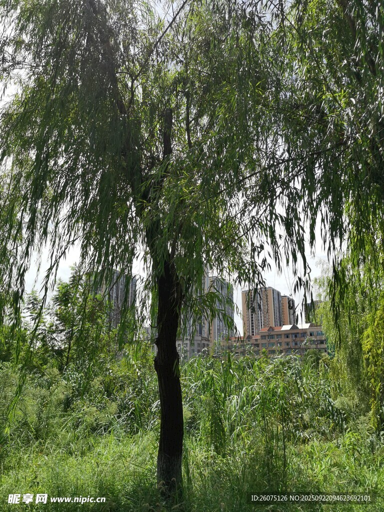 郊外垂柳下的綠意景致