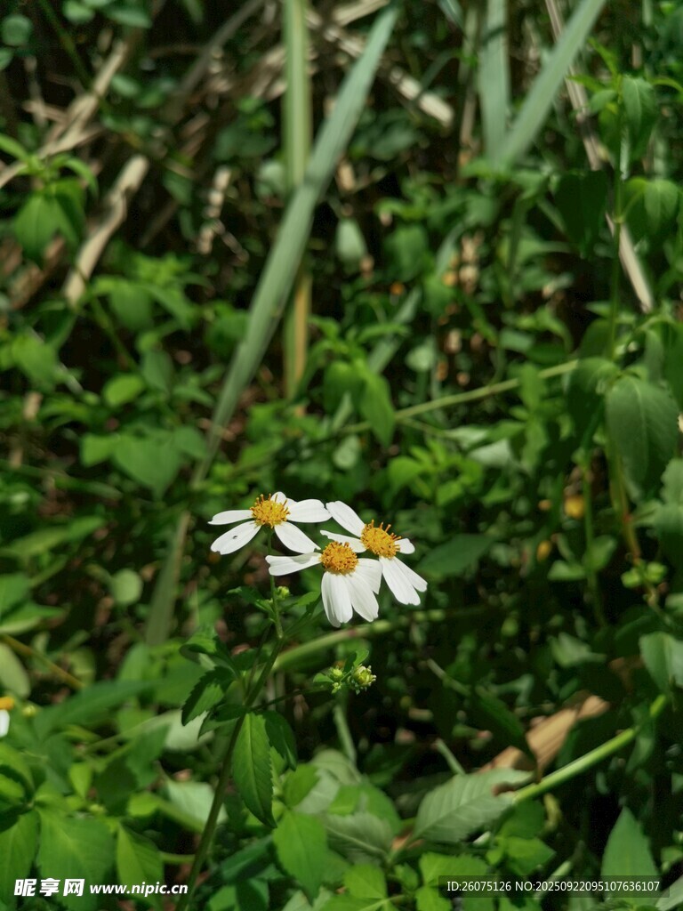 草叢中的白色小花