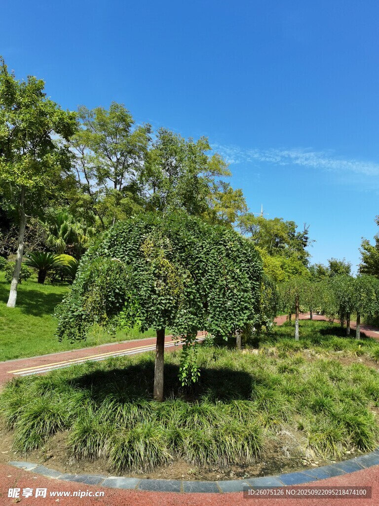 綠意盎然的公園風(fēng)景