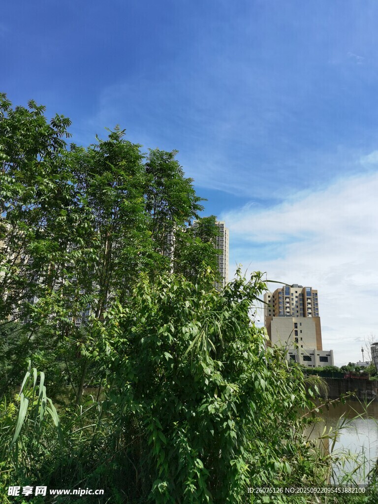 河畔綠樹與遠處高樓