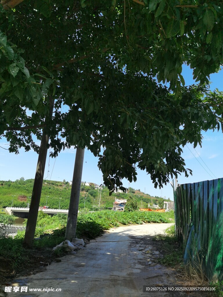 林間小道綠意盎然的風(fēng)景