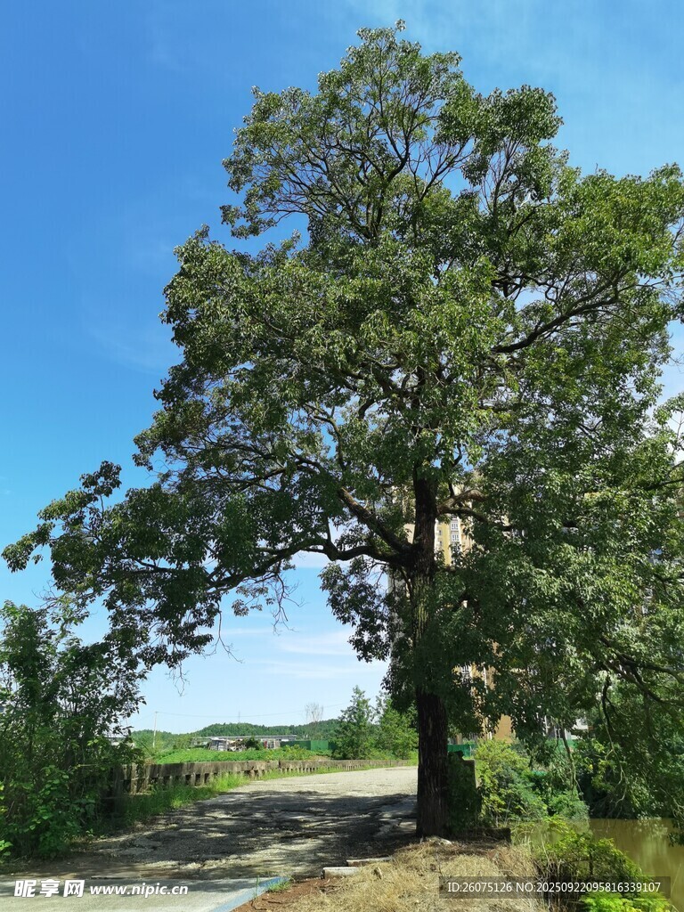 鄉(xiāng)村路旁的茂盛大樹