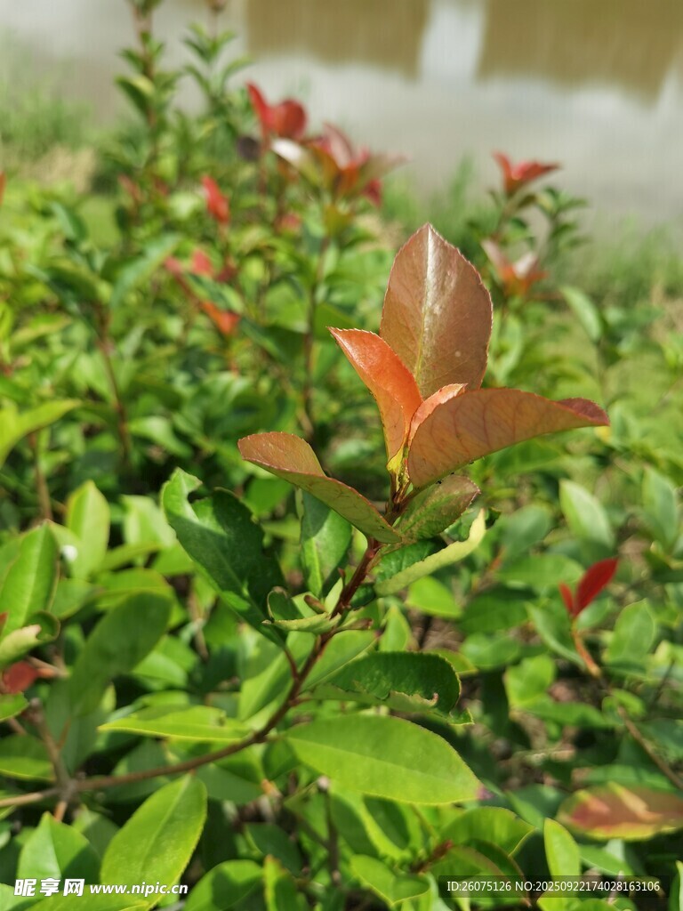 綠葉間的紅嫩枝葉