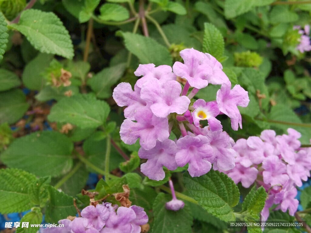 淡紫色小花綻放綠葉間