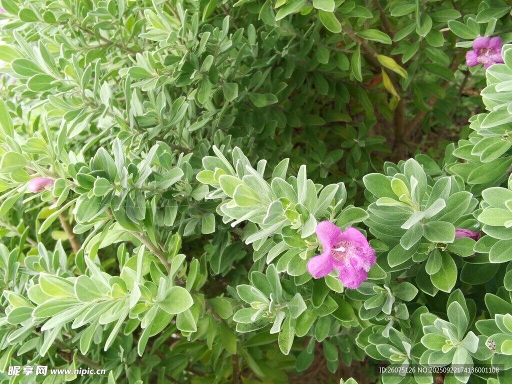 綠葉叢中的嬌艷紫花