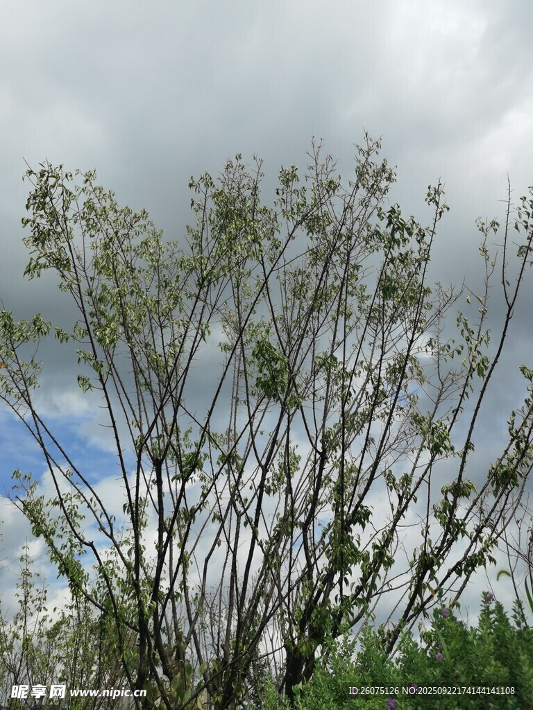 枝頭新綠映灰白云層