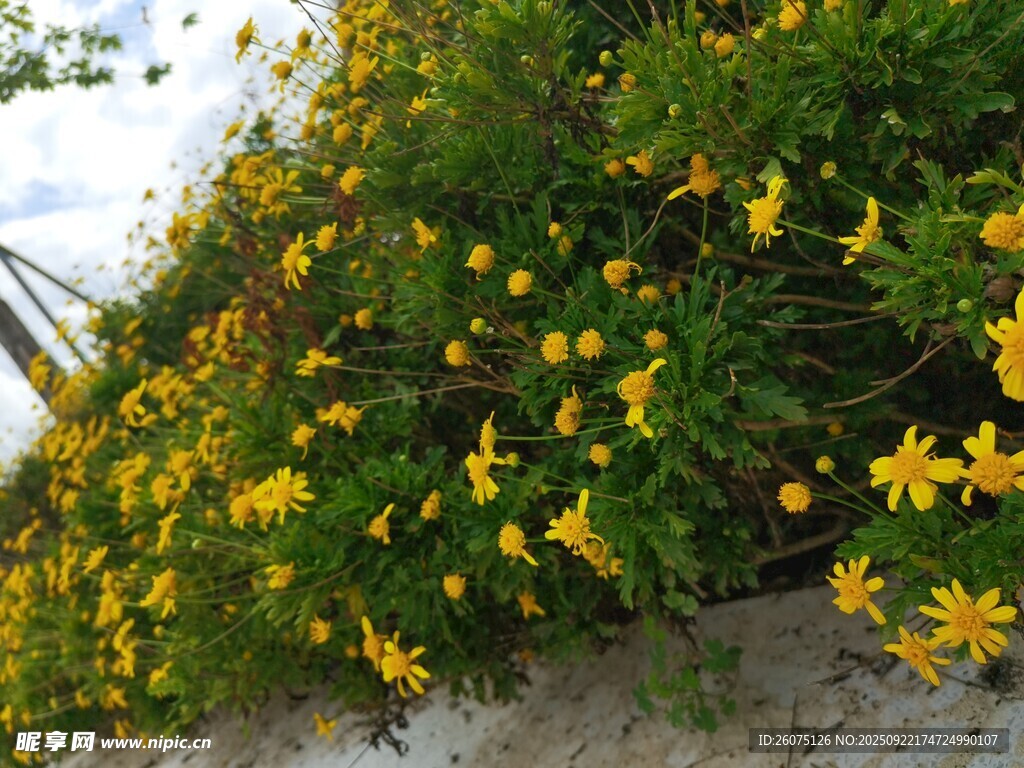 黃色小花簇?fù)淼木G植景觀