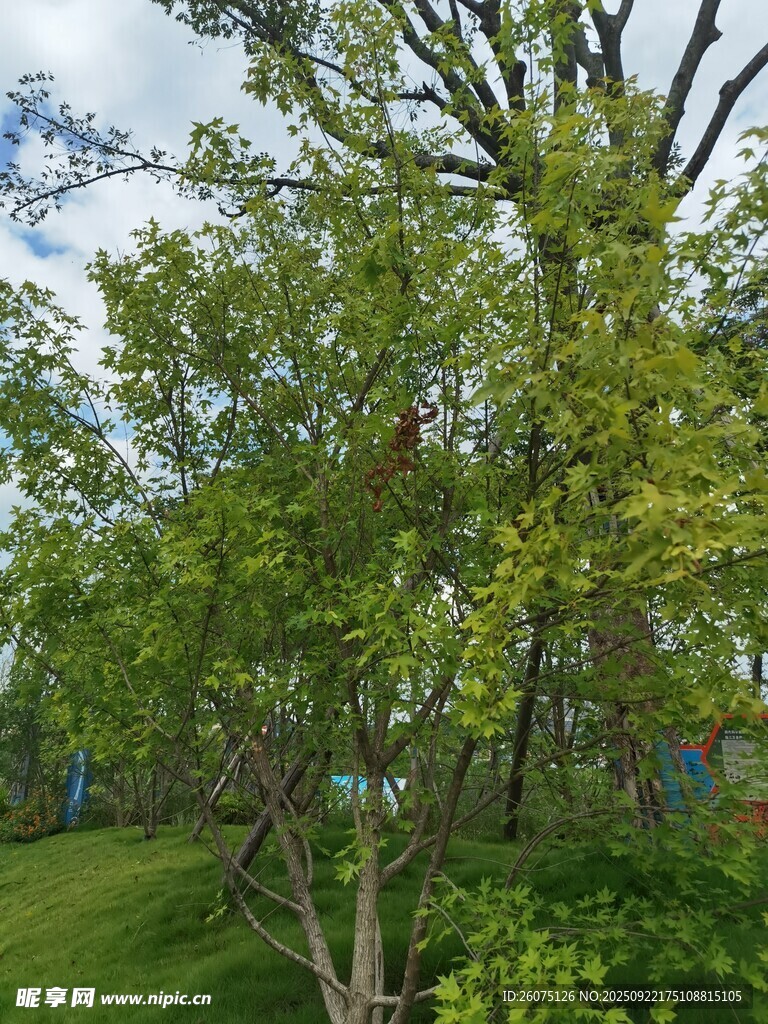 綠意盎然的樹林風(fēng)景