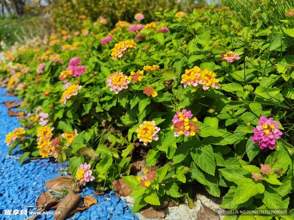 多彩花卉綻放于綠植間