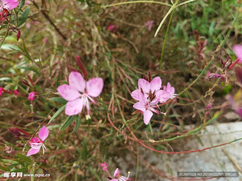 粉色小花綻放于草叢間