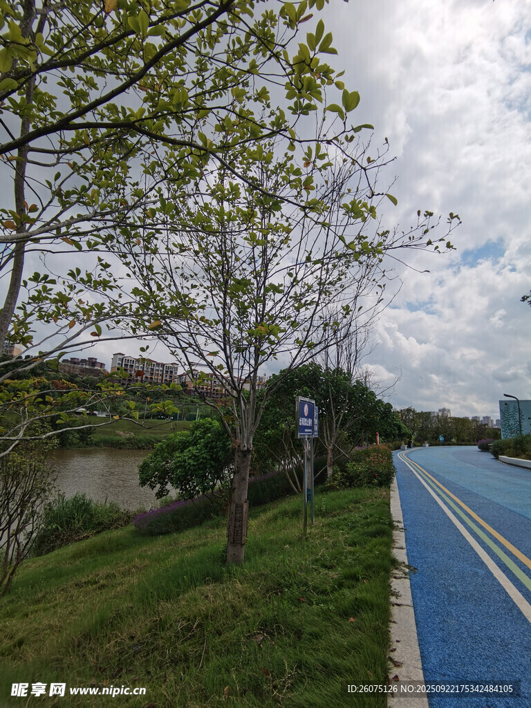 城市中藍(lán)道旁的綠樹風(fēng)景