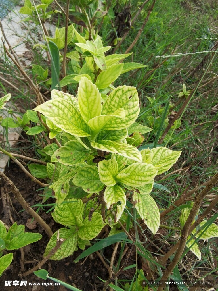 綠葉植物特寫(xiě)