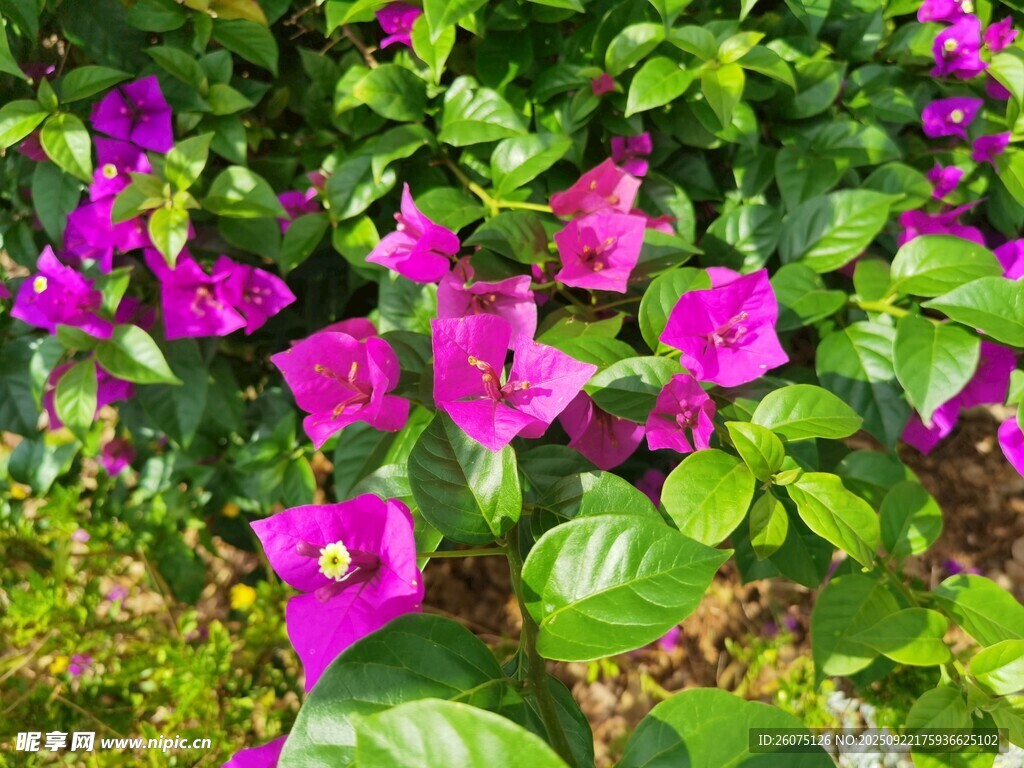艷麗紫花綻放綠葉間