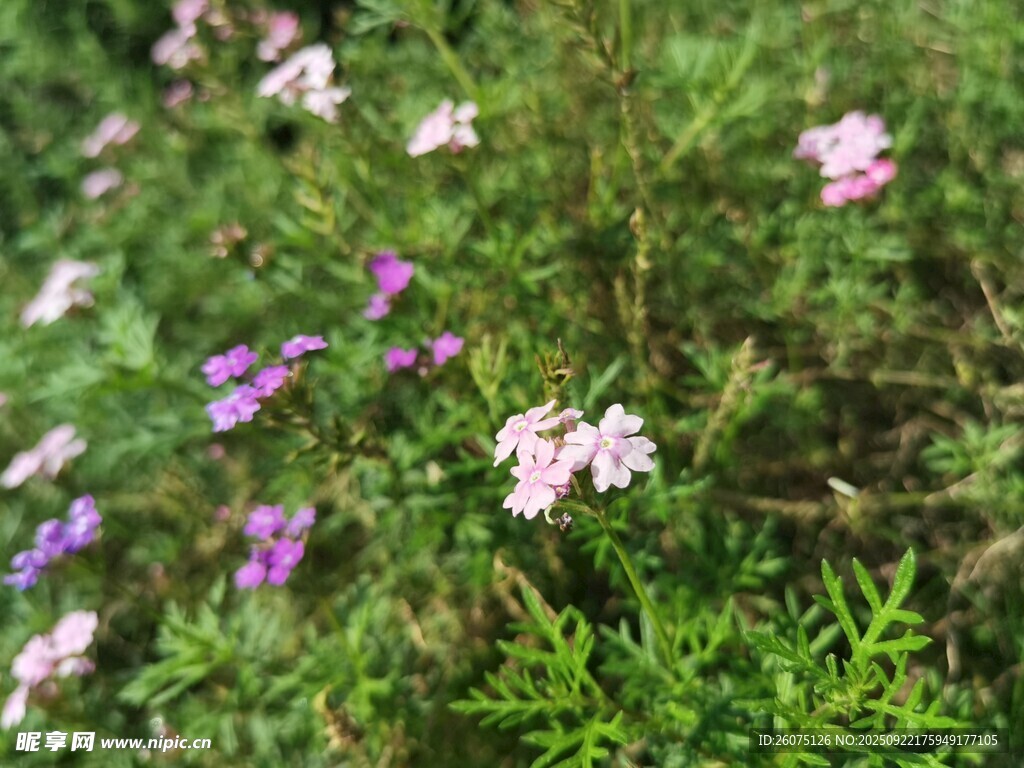 草叢中的繽紛小花