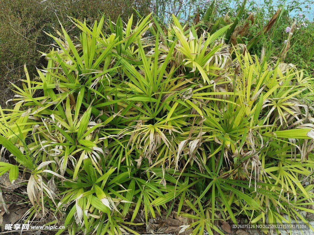 翠綠叢生的蓬勃植物