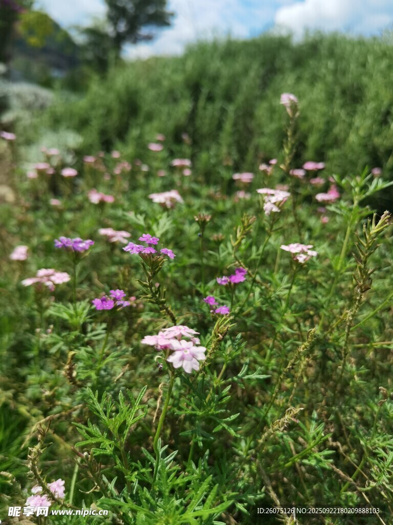 野外綻放的紫色小花