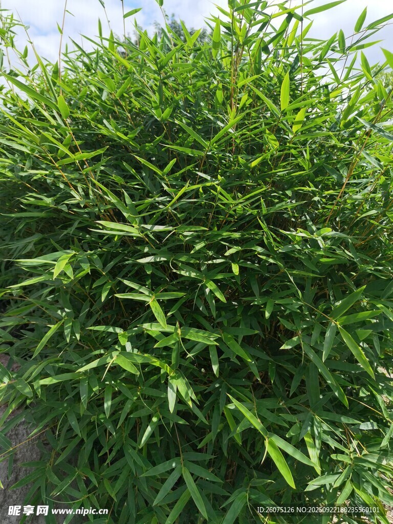 翠綠繁茂的竹叢景觀