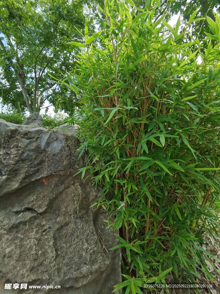 石邊翠綠植物生機盎然
