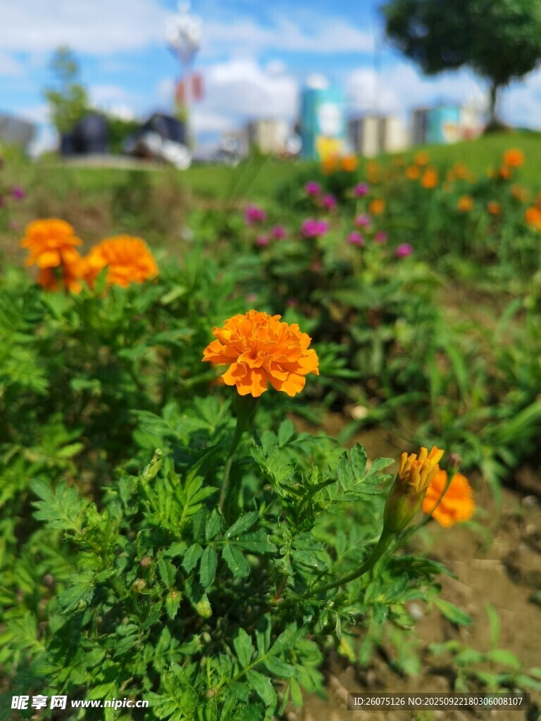 花園中的橙色萬壽菊綻放