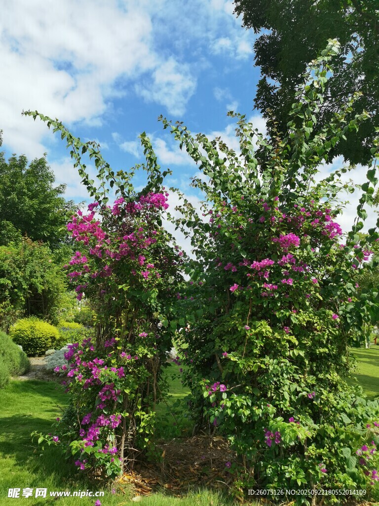 花園美景繁花綠樹相映