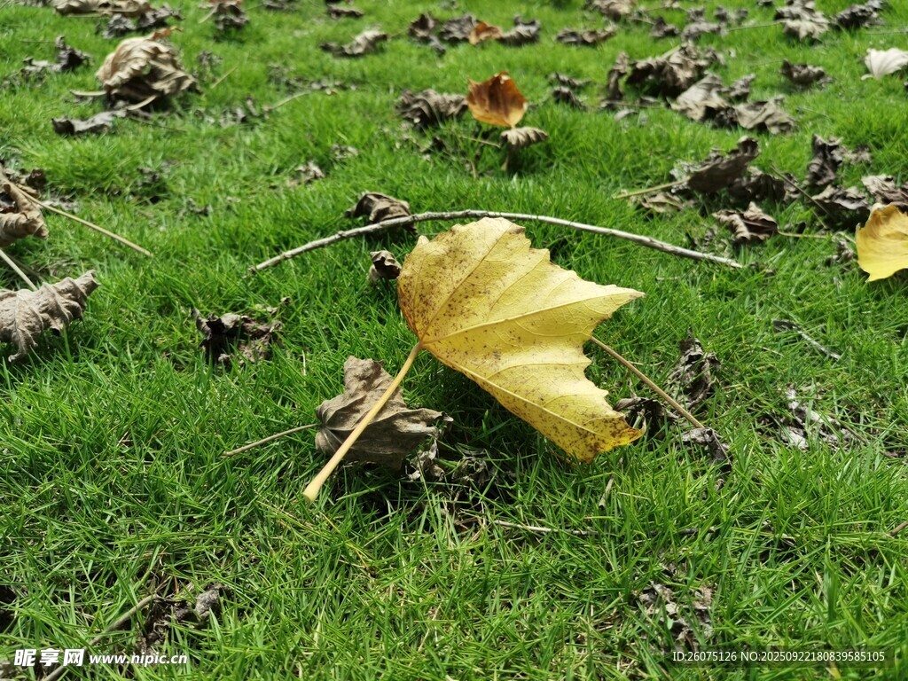 草地上的枯黃落葉