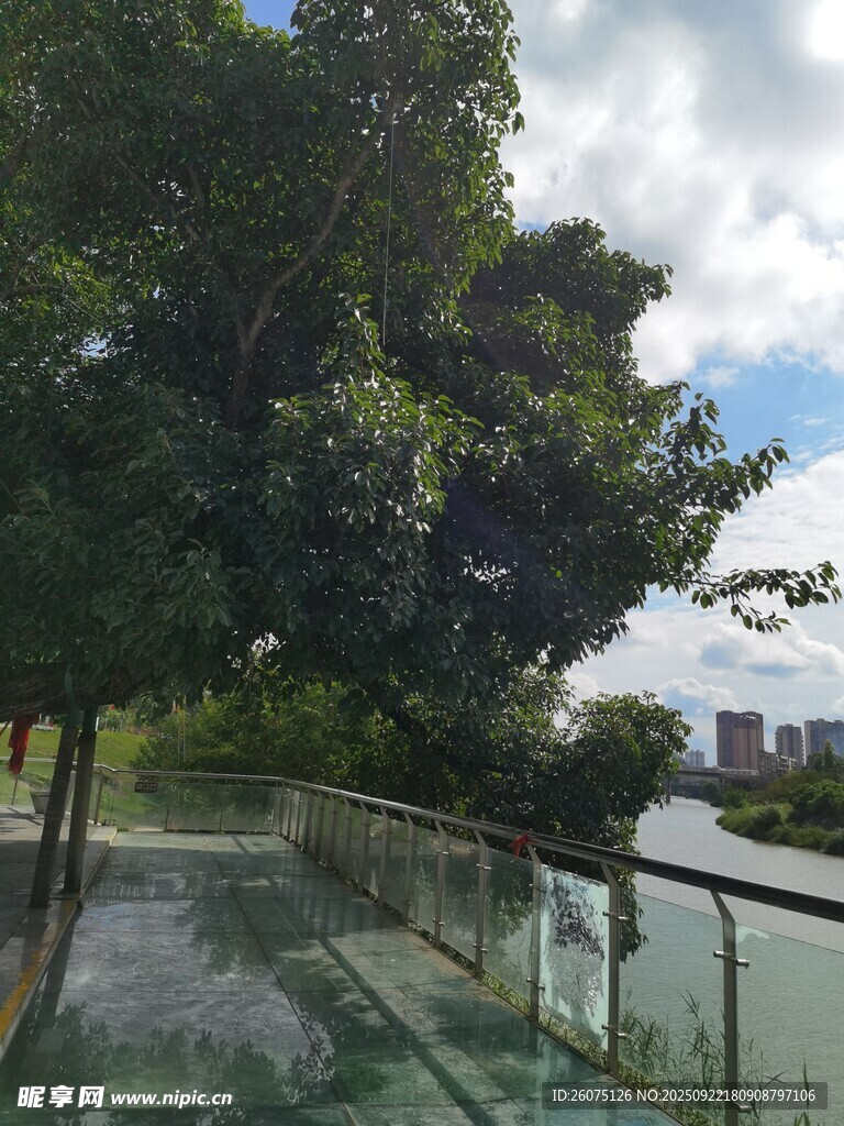 河畔玻璃棧道與蔥郁綠樹