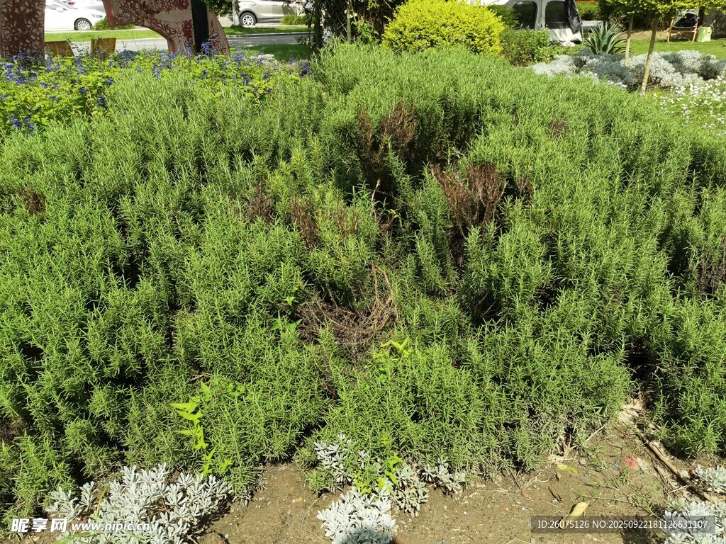 翠綠叢生植物景觀