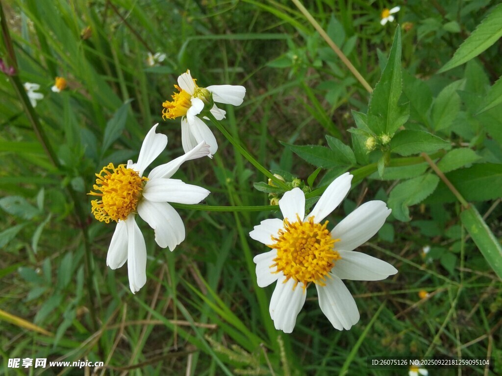 草叢中的白色小雛菊