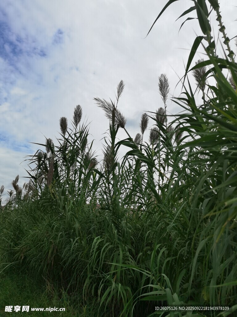田野中的蘆葦與藍(lán)天白云