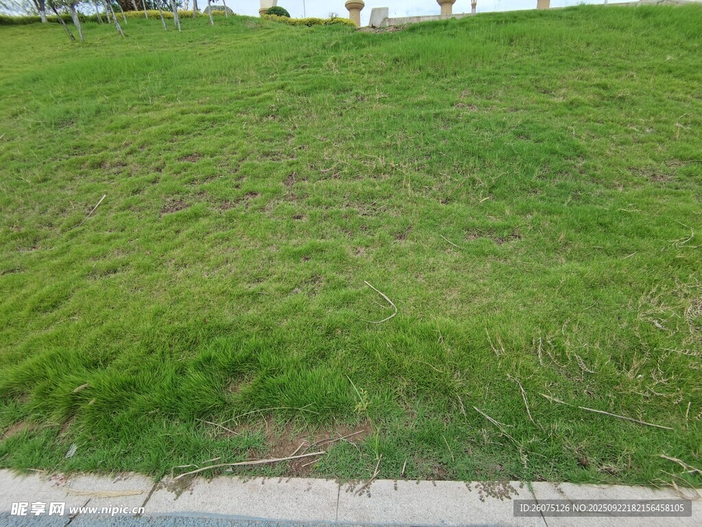 路邊翠綠草坪景觀