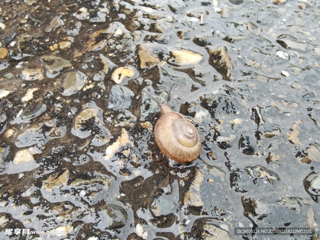 泥地上的蝸牛及散落物