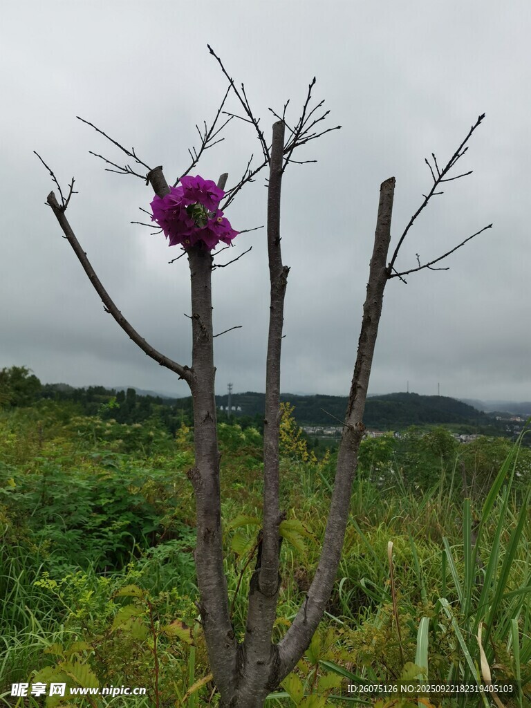 孤枝上的艷麗紫色花朵