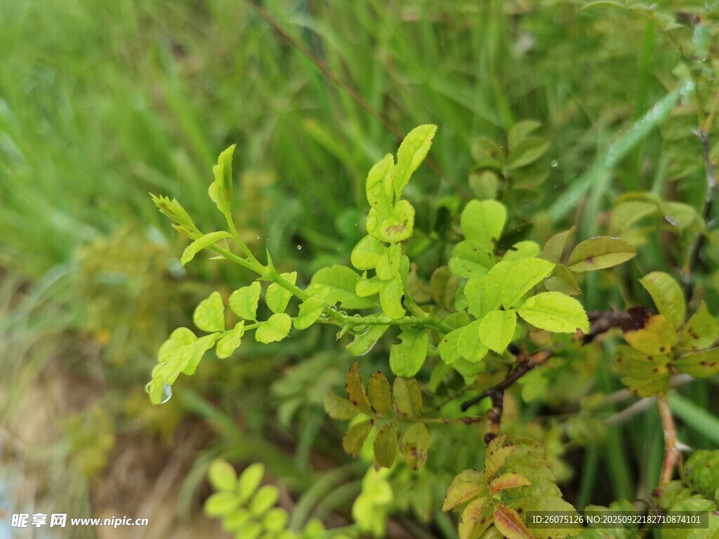 嫩綠植物近景特寫