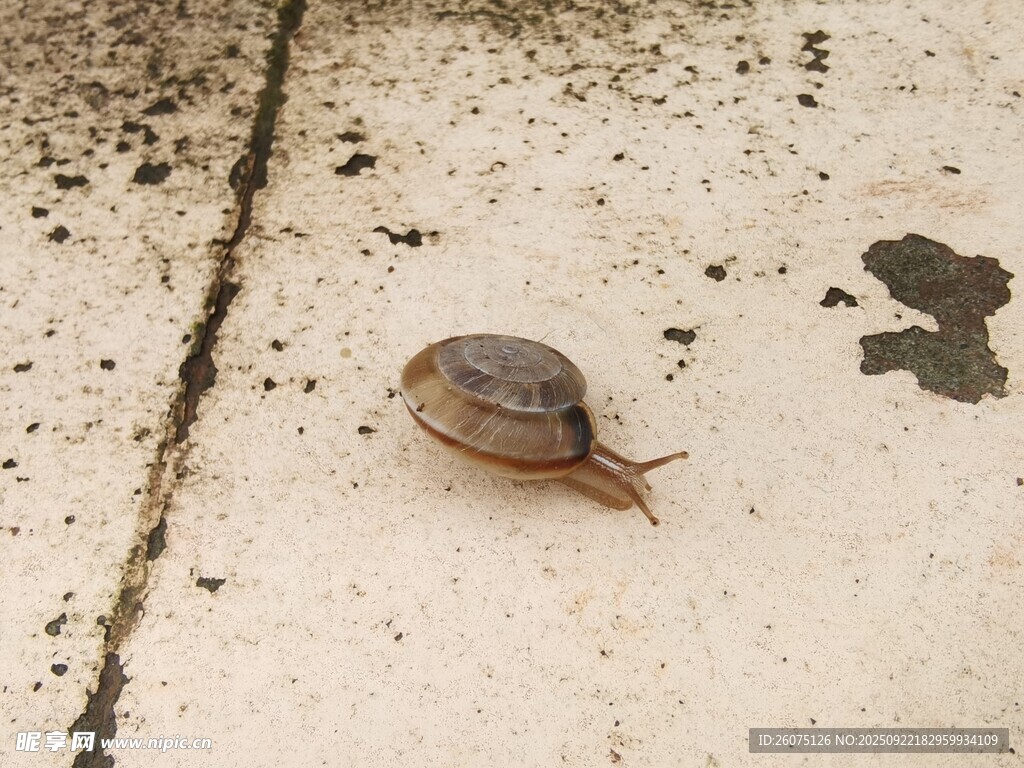 爬行的蝸牛