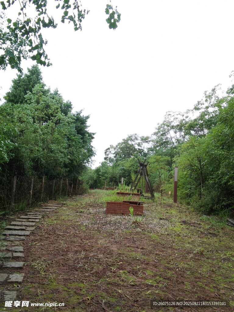 林間開闊地靜謐自然景